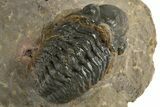 Bargain, Reedops Trilobite - Atchana, Morocco #310644-2